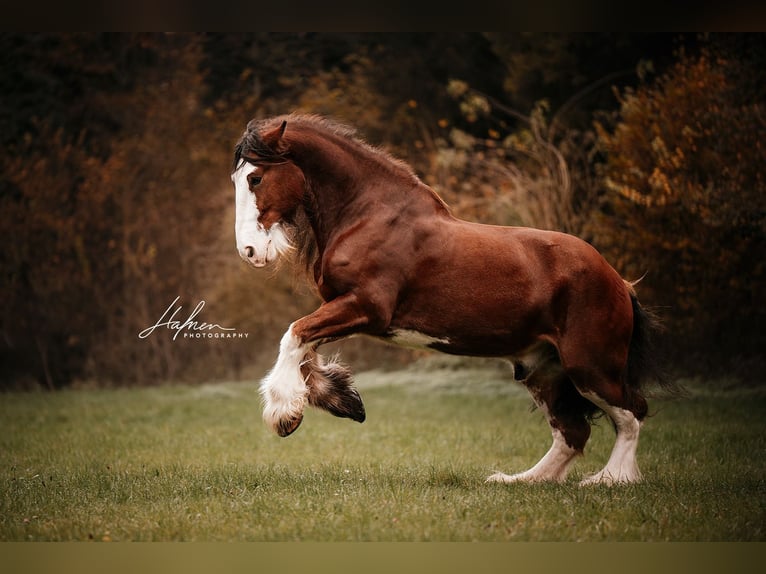 Shire Horse Gelding 11 years 18,1 hh Brown in Geuensee