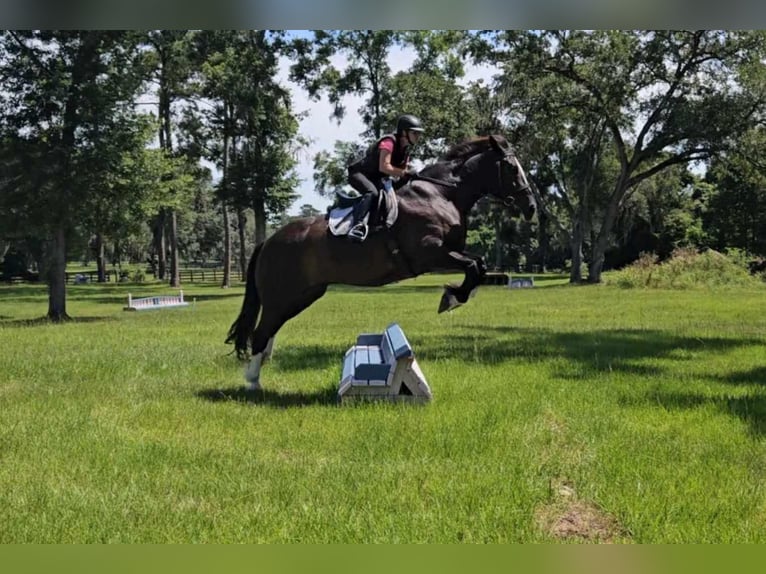 Shire Horse Gelding 12 years 16,3 hh in OCALA, FL
