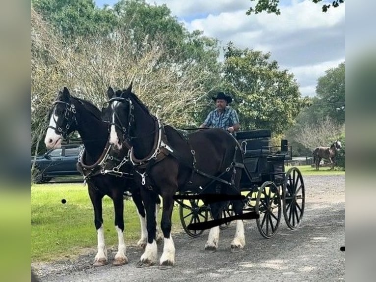 Shire Horse Mix Gelding 12 years 17,3 hh Black in Williston