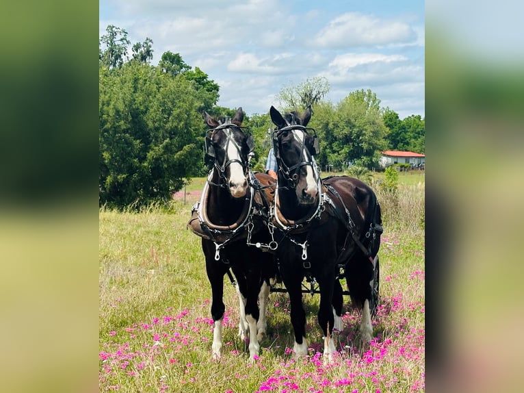 Shire Horse Mix Gelding 12 years 17,3 hh Black in Williston