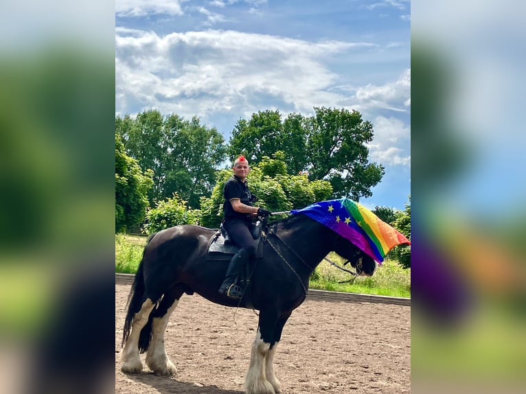 Shire Horse Gelding 12 years 18 hh in Hamburg Osdorf