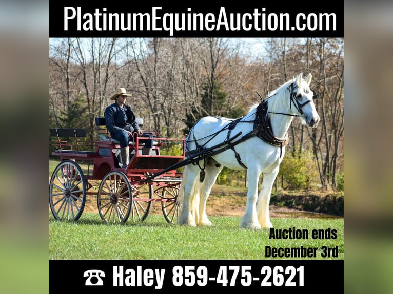 Shire Horse Gelding 13 years 18 hh White in Ewing KY