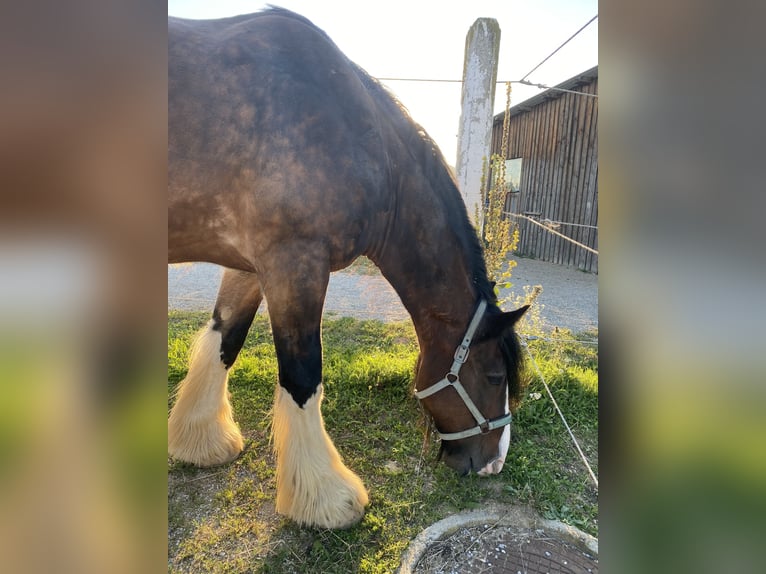 Shire Horse Gelding 14 years 17,1 hh Brown in St.Pölten