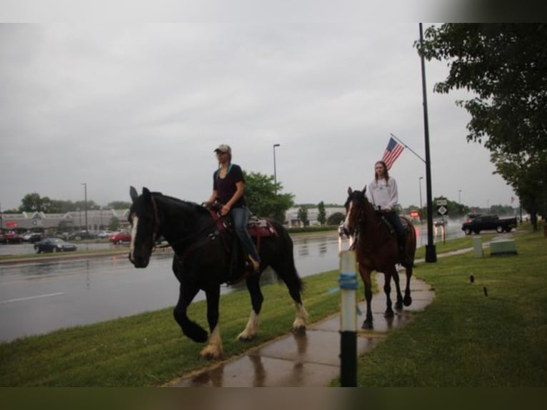 Shire Horse Gelding 14 years 17 hh Black in Highland MI