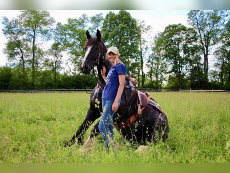 Shire Horse Gelding 14 years 17 hh Black in Highland MI