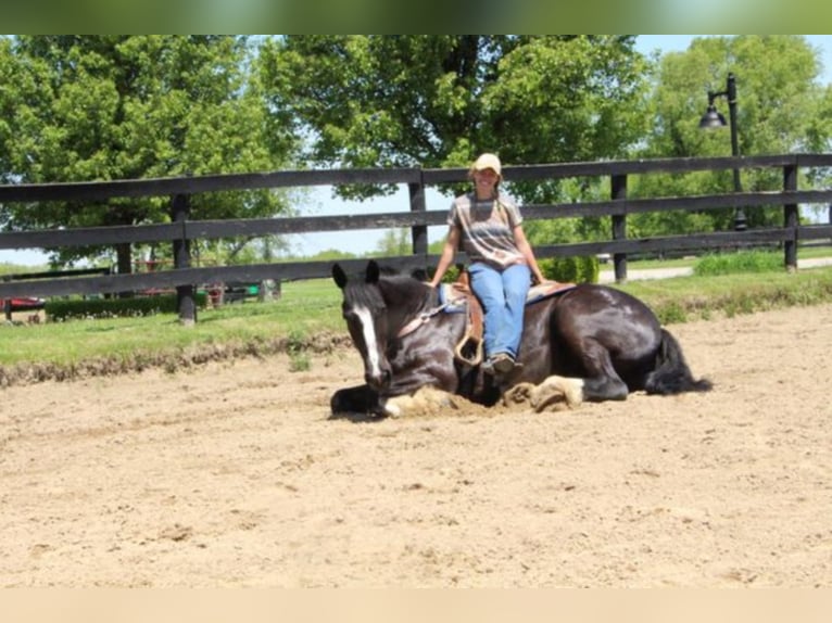 Shire Horse Gelding 14 years 17 hh Black in Highland MI