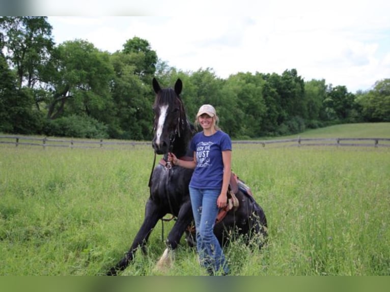 Shire Horse Gelding 14 years 17 hh Black in Highland MI