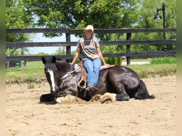 Shire Horse Gelding 14 years 17 hh Black in Highland MI