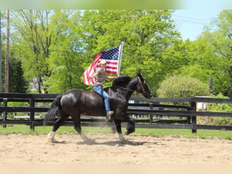 Shire Horse Gelding 14 years 17 hh Black in Highland MI