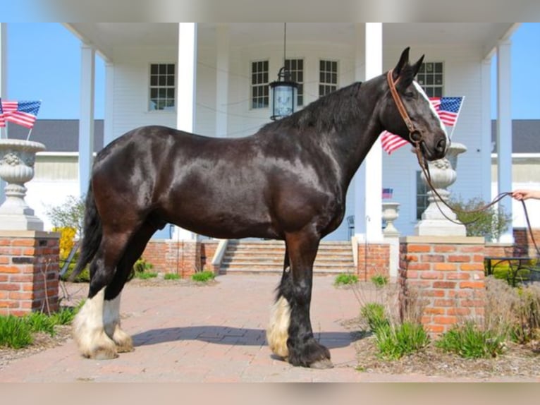 Shire Horse Gelding 14 years 17 hh Black in Highland MI