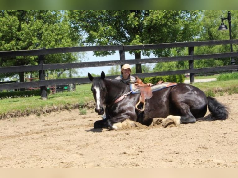 Shire Horse Gelding 14 years 17 hh Black in Highland MI