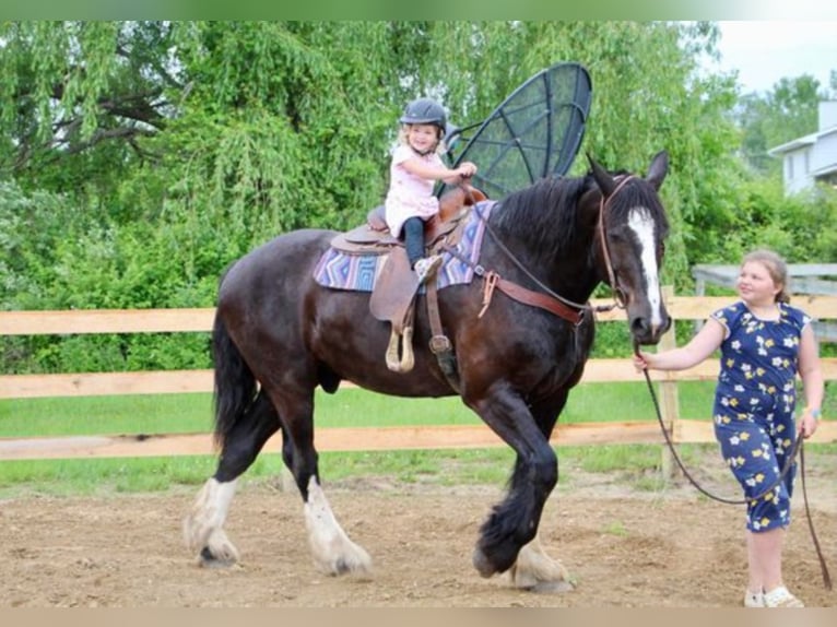 Shire Horse Gelding 14 years 17 hh Black in Highland MI