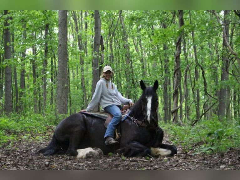 Shire Horse Gelding 14 years 17 hh Black in Highland MI