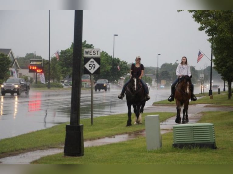 Shire Horse Gelding 14 years 17 hh Black in Highland MI