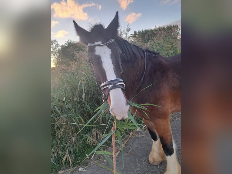 Shire Horse Gelding 15 years 17,1 hh Brown in St.Pölten