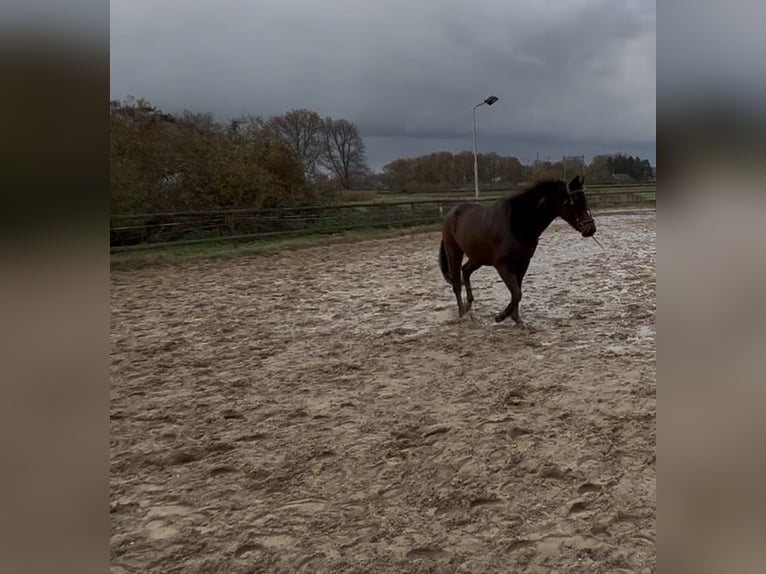 Shire Horse Gelding 16 years 16.2 hh Bay-Dark in Apeldoorn