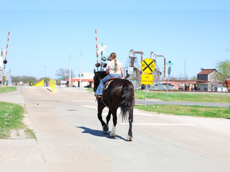 Shire Horse Mix Gelding 16 years 16.2 hh Black in Forney