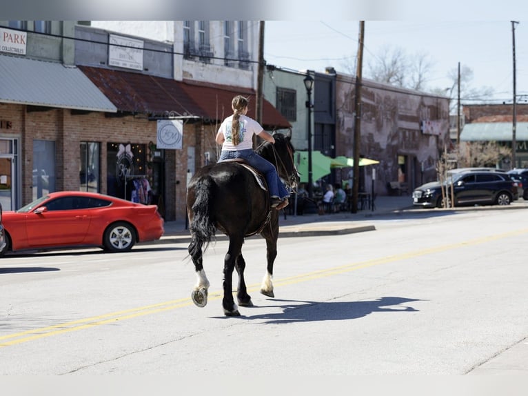 Shire Horse Mix Gelding 16 years 16.2 hh Black in Forney