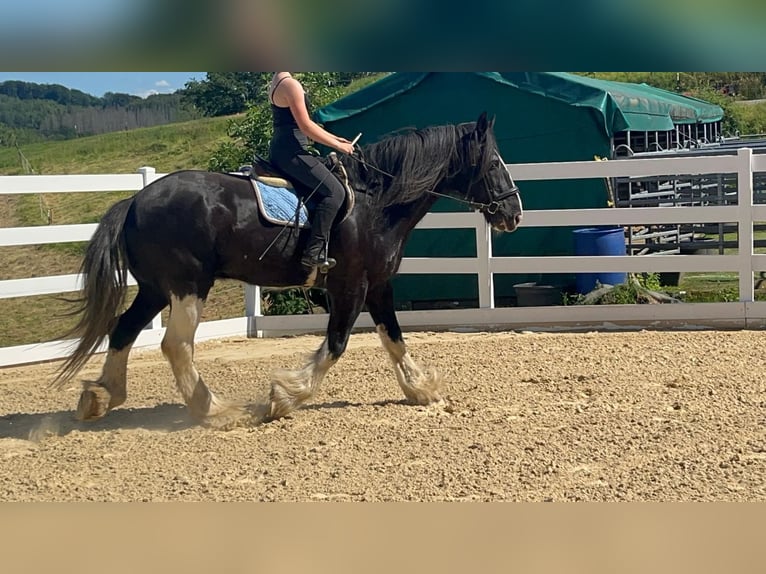 Shire Horse Gelding 18 years 17.1 hh Black in Morsbach