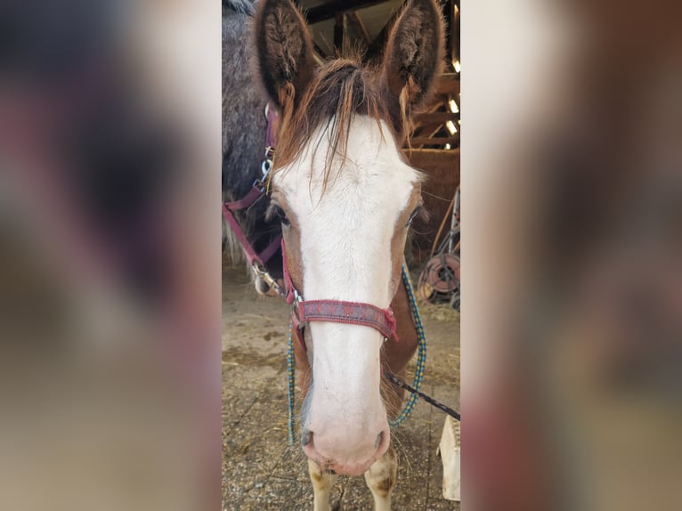 Shire Horse Gelding 1 year 16 hh Brown-Light in Bad Füssing