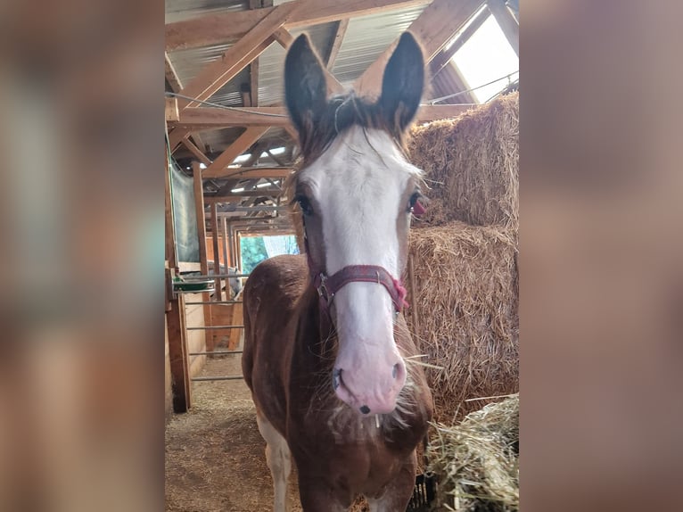 Shire Horse Gelding 1 year 16 hh Brown-Light in Bad Füssing