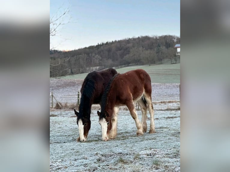 Shire Horse Gelding 1 year in Deggendorf