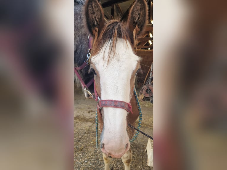 Shire Horse Gelding 2 years 16,2 hh Brown-Light in Ried im Innkreis
