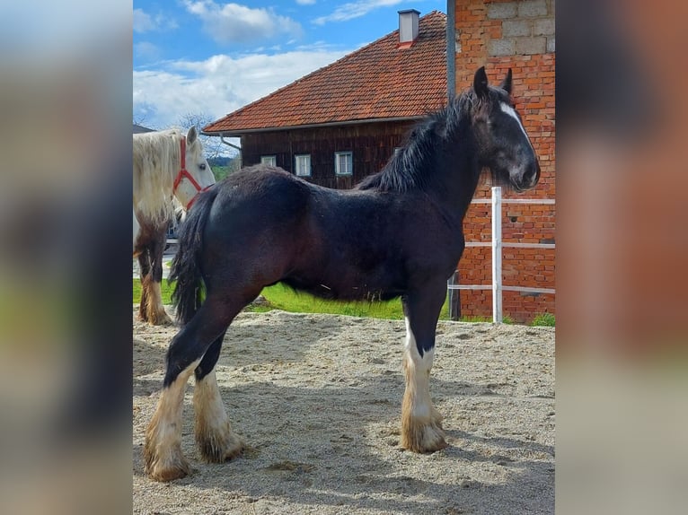 Shire Horse Gelding 2 years 17,2 hh Black in Bad Füssing