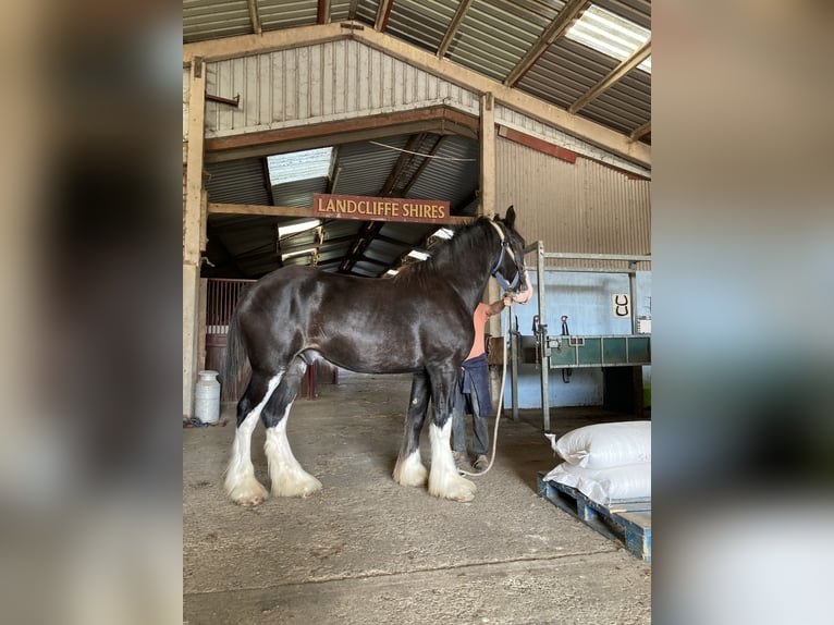 Shire Horse Gelding 2 years 17 hh Black in York