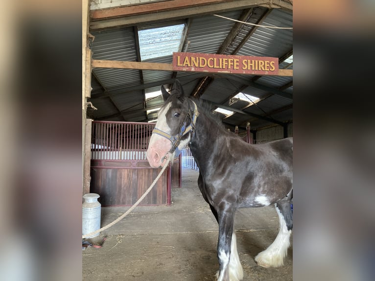 Shire Horse Gelding 2 years 17 hh Black in York