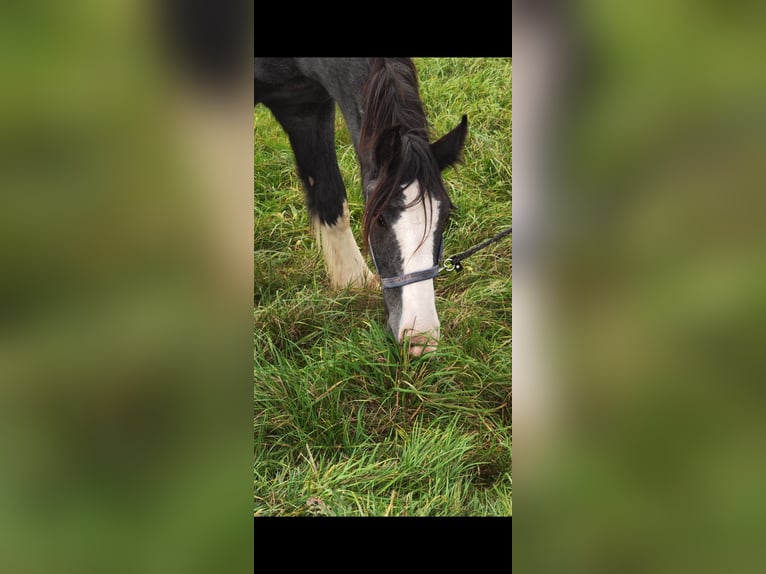 Shire Horse Gelding 2 years 17 hh Black in Salzburg