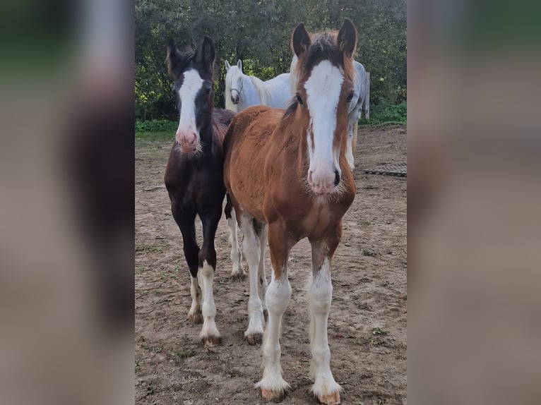 Shire Horse Gelding 2 years 17 hh Black in Salzburg