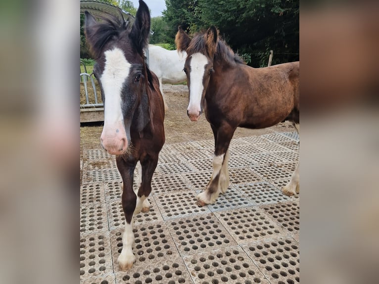 Shire Horse Gelding 2 years 17 hh Black in Salzburg