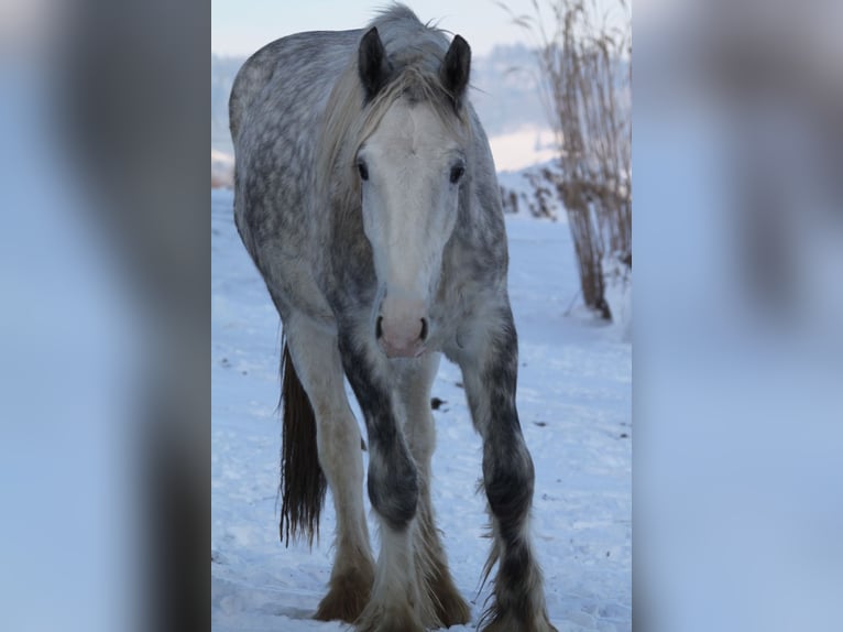 Shire Horse Gelding 3 years 14,1 hh Gray in Bad Füssing