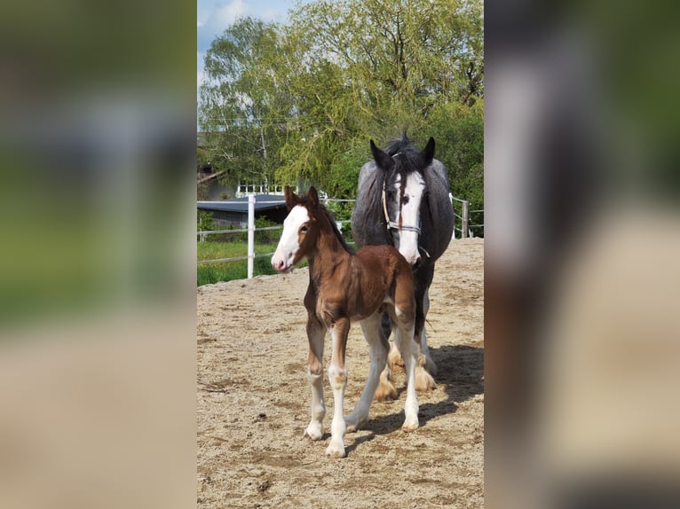 Shire Horse Gelding 3 years 16.2 hh Brown-Light in Ried im Innkreis