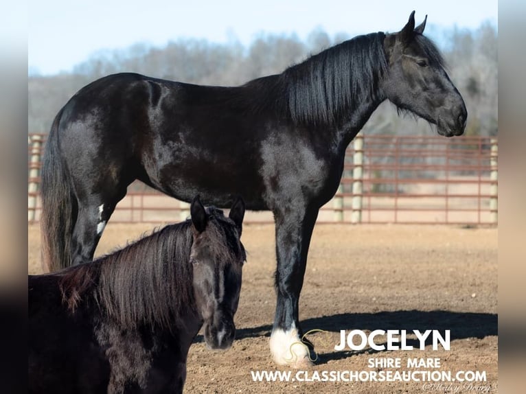 Shire Horse Gelding 3 years 16 hh Black in Auburn, KY