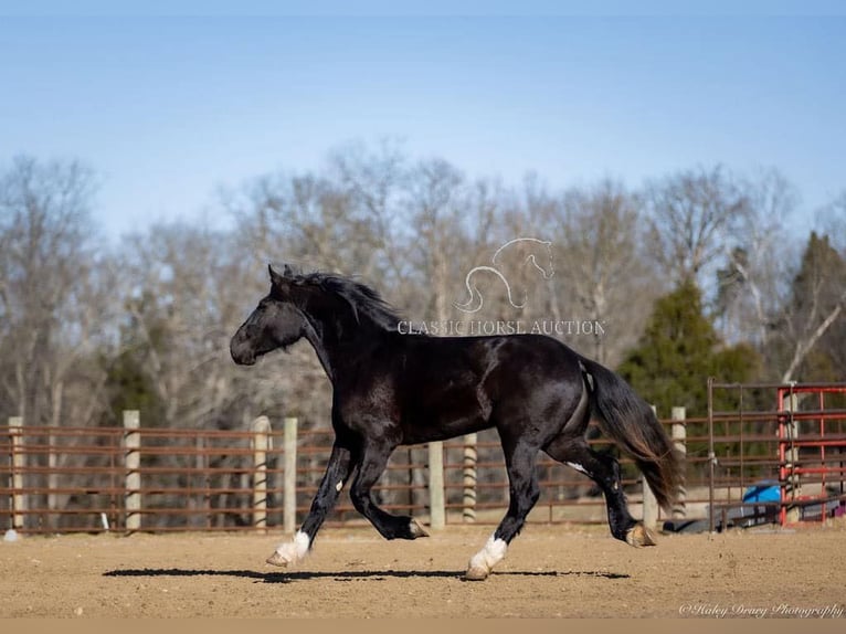 Shire Horse Gelding 3 years 16 hh Black in Auburn, KY