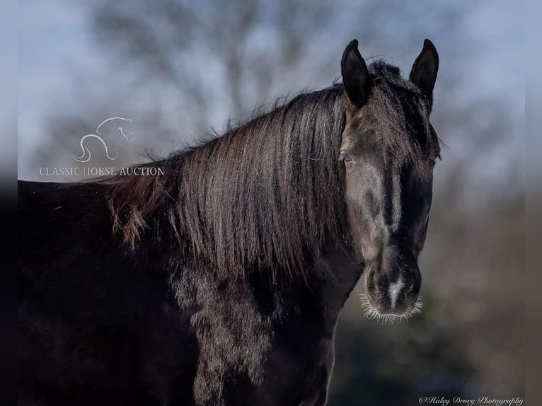 Shire Horse Gelding 3 years 16 hh Black in Auburn, KY