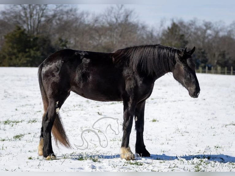 Shire Horse Gelding 3 years 16 hh Black in Auburn, KY