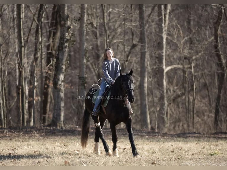 Shire Horse Gelding 3 years 16 hh Black in Auburn, KY