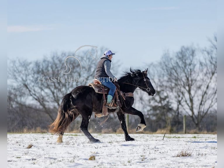 Shire Horse Gelding 3 years 16 hh Black in Auburn, KY