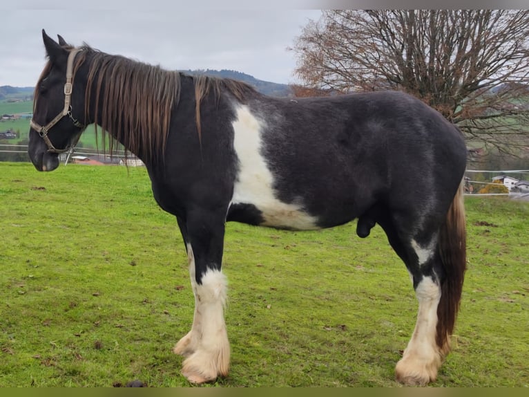 Shire Horse Gelding 3 years 17,2 hh Black in Bad Füssing