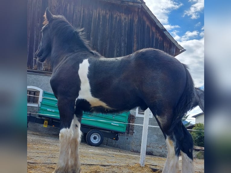 Shire Horse Gelding 3 years 17,2 hh Black in Bad Füssing