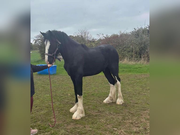 Shire Horse Gelding 3 years 17,2 hh Black in Axbridge