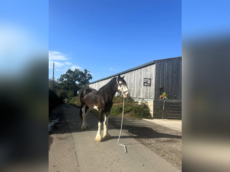 Shire Horse Gelding 3 years in marbury