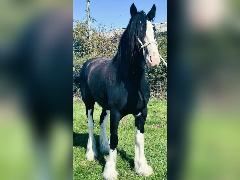 Shire Horse Gelding 3 years in northwich