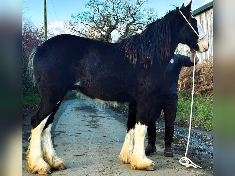 Shire Horse Gelding 3 years in whitegate