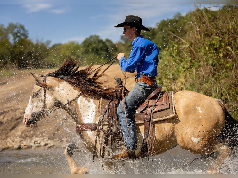 Shire Horse Mix Gelding 4 years 15,3 hh Buckskin in Auburn, KY