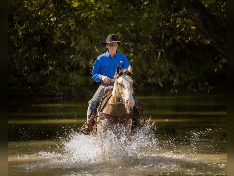 Shire Horse Mix Gelding 4 years 15,3 hh Buckskin in Auburn, KY