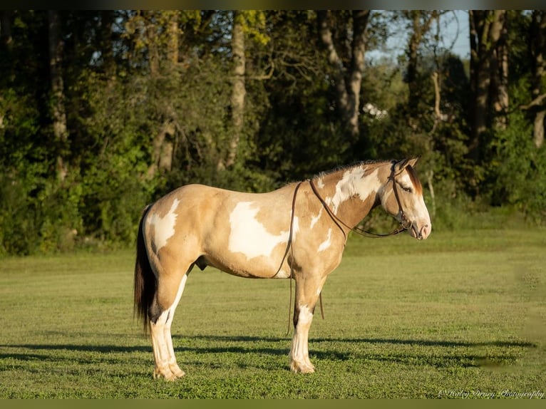 Shire Horse Mix Gelding 4 years 15,3 hh Buckskin in Auburn, KY